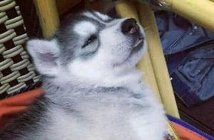 Bichon Hound Howls at Night, Owner Tied Its Mouth Shut with His Socks, Woke Up to Find It Was Uncomfortable