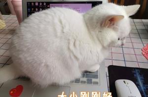 My cat sent a line of characters to the company leader group to make me quit my job, making me cry.