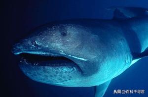 The Most Mysterious Filter-Feeding Shark – Megalodon, Currently Only 100+ Sighting Reports