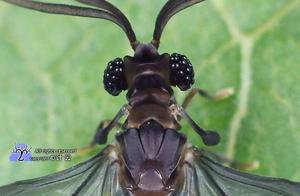 The World's Rarest Insect: Twist-Winged Bug