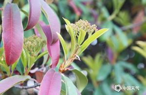 Zhenbaodian, Henan: Sunny Days and Blooming Flowers