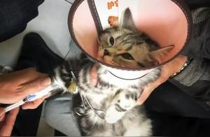 Cat Doesn't Eat for Several Days, Woman Spent 1000 Yuan to Check, Saw Diagnosis Turn Eye Roll