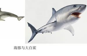Sharks Can't Beat Strong Giant Orcas; They Can With Dolphins.