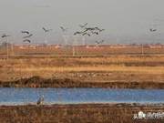 Rare White-Necked Cranes Rest Among Reeds