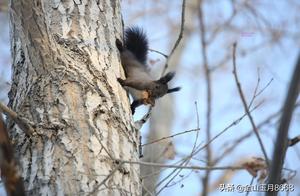 The Demon Squirrel - King of Foodies