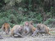 Wild Macaques in Luzhou's Gilin Built 'Fruit Mountain' for Tourist Viewing