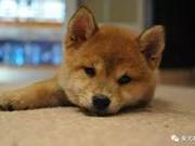 Little Shiba Inu Class: What are the Characteristics of Shiba Inus