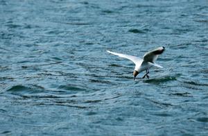 Beautiful Scenery of Qingdongling: Dragon Lake Geese and Cranes Returning in the Spring
