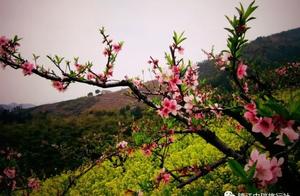 In the season when peach blossoms are in full bloom, Changxing Chengganggou transforms into a peach blossom paradise, with endless seas of pink flowers covering the mountains and valleys.