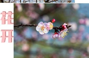 Warm Spring Peach Blossoms Blooming, Come to Xuzheng and Xuyue to Embrace the Most Beautiful Spring!