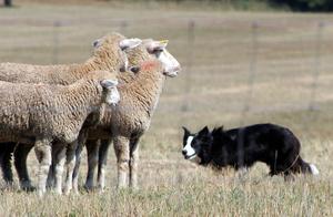 Border Collies and Sheepdog Trials: Herding Abilities as a Competition Element