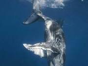 Giant Whale Fall, Life Emerges!