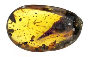 Scientists Discover Smallest Dinosaur Ever Found in Amber – Comparable in Size to a Hummingbird