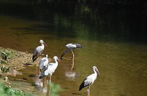 Critically Endangered Shoebill Stork 'Visits' Gaohua High Valley Gorge
