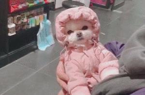 A Small Puppy Wearing a Pink Hoodie, No Longer Afraid of the Cold, Owner Extremely Excited