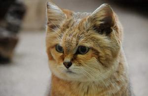 Cute but Extremely Fierce! Admire the Rare and Healing 'Desert Cat'