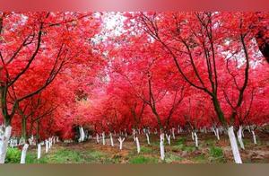 Spring Maple Viewing – Guiyang Wudong District Maple Leaves are Fiery Red!