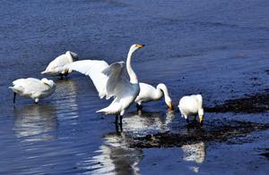 Visit Dian Toujiao (Big Swan Hometown) in Yan Duanjiao, and Have a Close Encounter with Big Swans