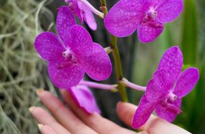Liking and Loving are Different: Picking a Flower vs. Nurturing It