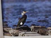 Yellow River Delta Birds – Green-backed Cormorant