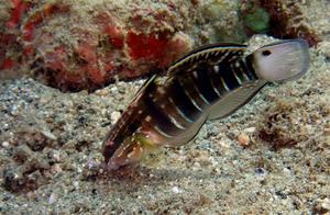 Sea Tigerfish (125): Bluff Shrimp (Ambon) - Tail Spotted Bluff Shrimp