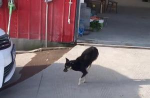 Dog Only Walks on Front Legs, Quickly Raises Rear Legs to Run, Friend Was Stunned
