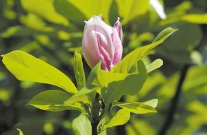 Luoping Spring Blossoms: A Brilliant Spring