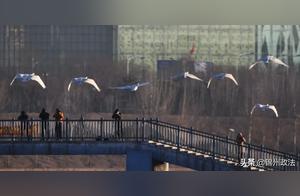 After 111 Days of Nurturing, Six Swans Take Flight for Their First Northern Migration