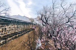 Peach Blossoms and Snow: The Badaling Great Wall is Beautiful This Spring
