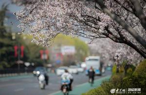 This Road in Jinan Has Been Beautified! Citizens Pass Through the Flower Sea