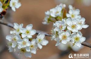 A Thousand Trees, Ten Thousand Trees of Pear Blossoms in Bloom! Qingdao Rural Pear Blossoms Unrestrainedly Flourish