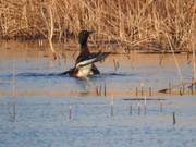 Revisit of Critically Endangered Blue-breasted Mallards in Fangshan's Dashitou Lake – Rarer Than Giant Pandas