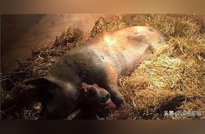 Strange Incidents – A Pig's Deep Grief After the Loss of a Companion, Losing 30 Kilograms Due to Sadness