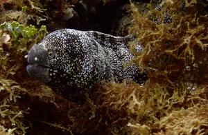 Water-Captured Sea Eel (122): Snake Eel (7) - Snow Flower Snake Eel (Ambon)