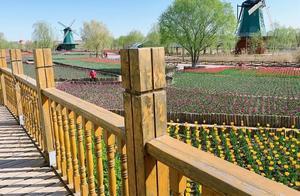 On the Road - Tulips Bloom at Qinlu River Park!