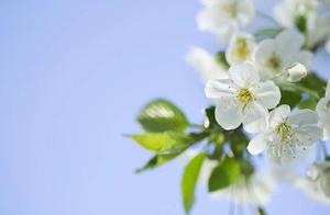 Live Spring | Reader Flower Viewing Story Collection ② ‘May Good News Follow One After Another’