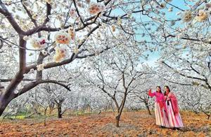 Spring Peach Blossoms in Bloom