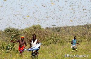 Locusts Have Different Levels; They Can Fly from Africa to India – Clearly Powerful Roles