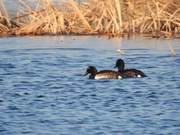 After a Year, Globally Critically Endangered Blue-winged Teal Returns to Beijing