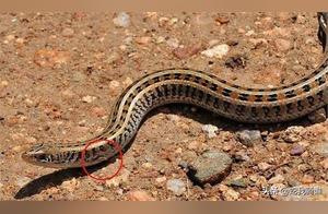 Why Don't Snakes Have Legs? Scientific Research into the Reasons Snakes Lost Their Limbs!