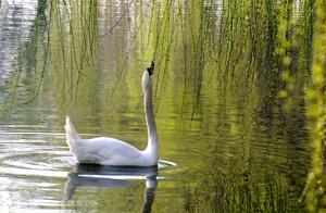 Handan, Hebei: Willows Green, Swans Celebrate Spring
