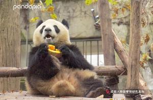 It's so difficult to own a panda; let's grow our own!