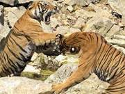 Amusing Scene Unfolds in Indian National Park: Tiger Mother "Scolds" Tiger Cubs Video Goes Viral