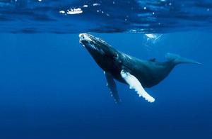 Why Do Sharks Move Their Tails Side to Side, While Whales Move Them Up and Down? Which Method Is Faster?