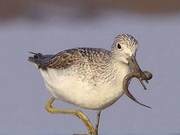 Exciting! 34 Spoon-billed Sandpipers Discovered in Zhanjiang, Guangdong, a Rare Species Even Rarer than Giant Pandas