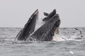 A Sea Lion Hunting Fish, Suddenly Bitten by a Humpback Whale and a Hilarious Scene Emerged