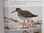 Red-kneed Geese of the Yellow River Delta