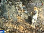 Couple Leopards and Mother-Cub Leopards Frequently ‘Appear’ in Jiyuan, Henan