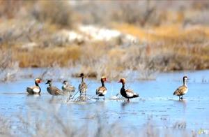 Micro Video: Uranaguo Lake Bird Watching