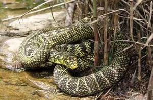 Stinky 'Snake Flower' Snake: The Foul Odor That Won't Wash Off